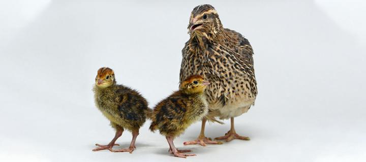 Quail and chicks