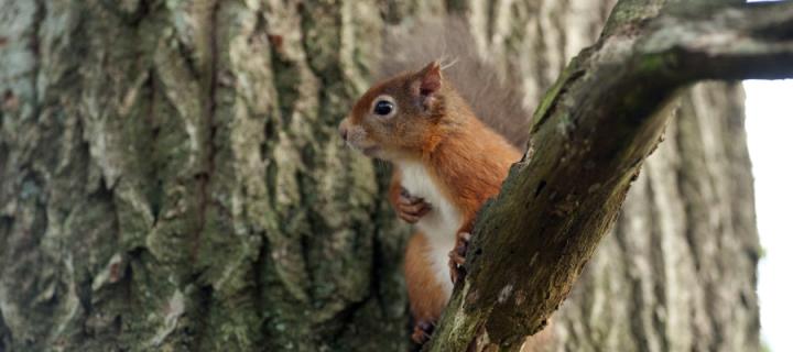 Red squirrel in tree