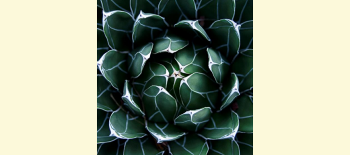 Cream background with close up of a succulent plant