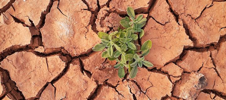 A small plant growing out of dry and cracked earth from drought