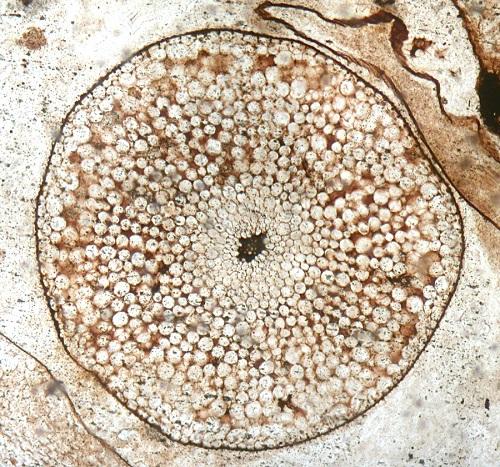 Cross section through the stem of the 407 million year old plant called Rhynia gwynne-vaughanii