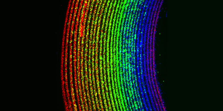 Human cells in red, green or blue are arranged in layers to create a microscopic cell rainbow against a black background