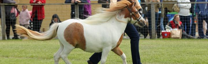  Rio with owner Donna Riley at the 2015 Royal Highland Show.