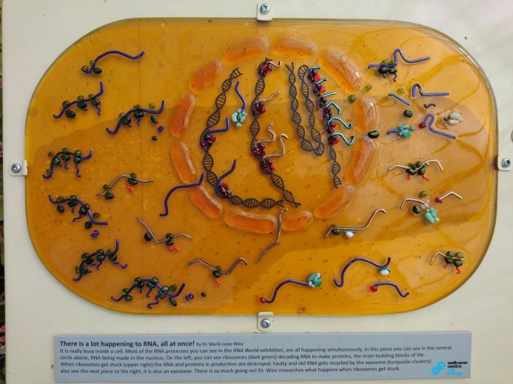 RNA glass art: RNA World exhibition, Royal Botanic Garden Edinburgh
