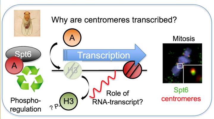 Heun lab research image, details in text