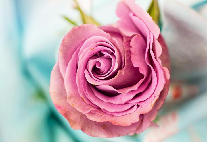 An up close photograph of a pink rose