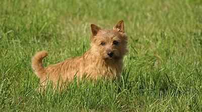 A Norwich terrier in the grass.