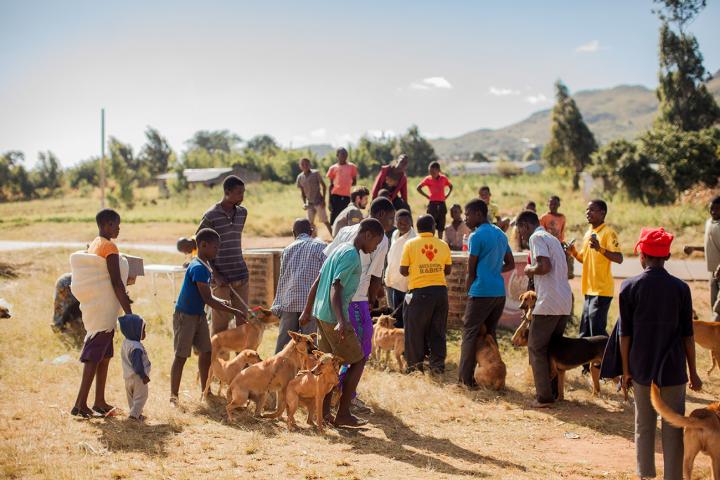 Dogs and their owners waiting for vaccination at Mission Rabies clinic.