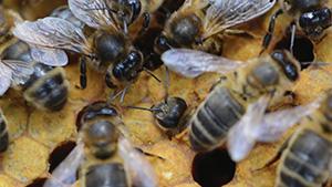 A close up image of some bees in a hive.