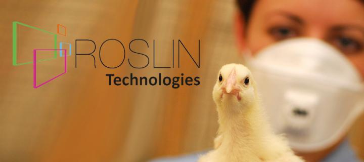 Person holding a chick next to Roslin Technologies logo