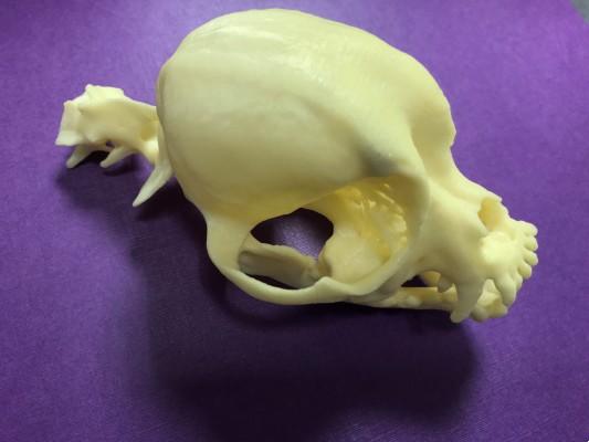 Model of Cavalier King Charles Spaniel skull.