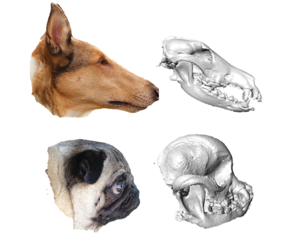 Pug and hound showing difference in skull shapes