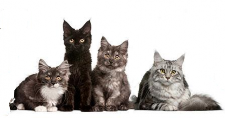 4 different breeds of cats