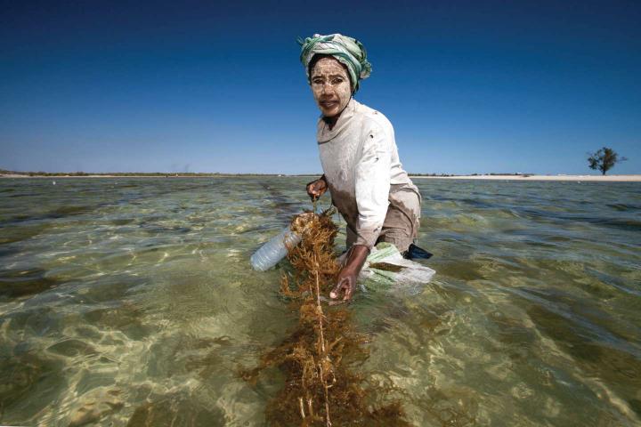 Woman farming seaweed on the Madagascan coast.