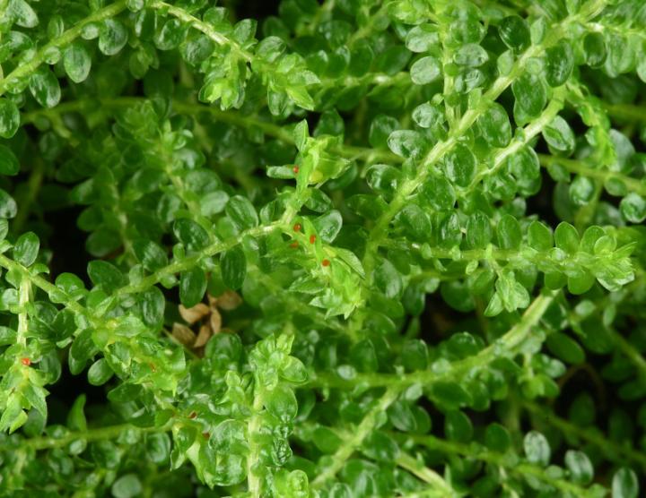 Green leafy shoots of Selaginella