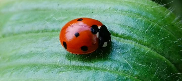 Seven spotted lady beetle, bioblitz, by J Obbard via iNaturalist