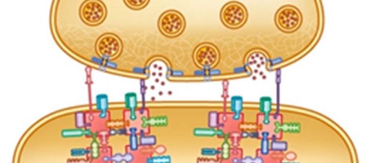 Mouse brain section showing synaptic function