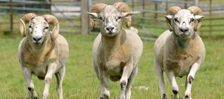 Sheep gene insights