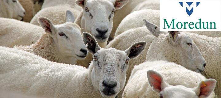 Sheep flock with Moredun logo