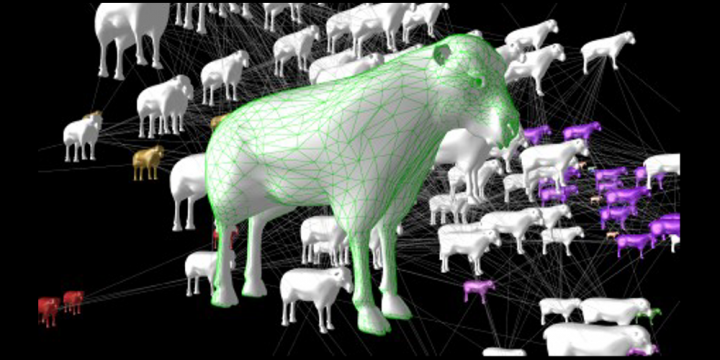 Sheep network graph
