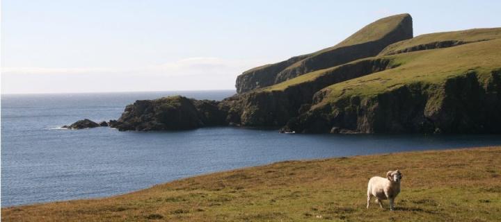 Shetland scenery with sheep
