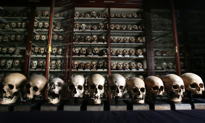Anatomy@Edinburgh Skull Collection