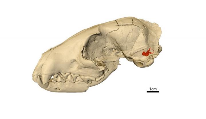Image of dog skull scan
