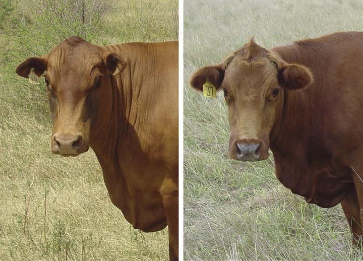 Two cows. The one on the left is less hairy because it contains the slick gene.