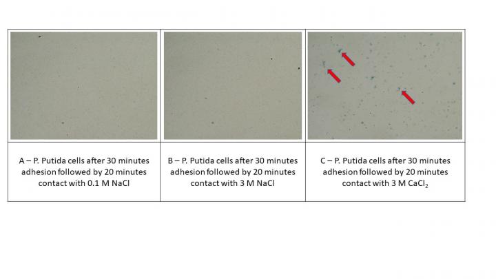Slide showing P. Putida cells after contact with 0.1 M NaCI, 3 M NaCI, 3 M CaCI2