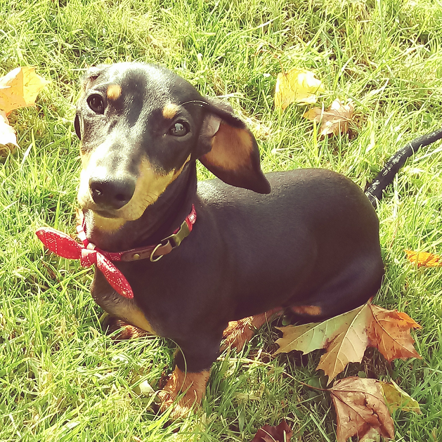 Sophie, a young dachshund, sitting on grass
