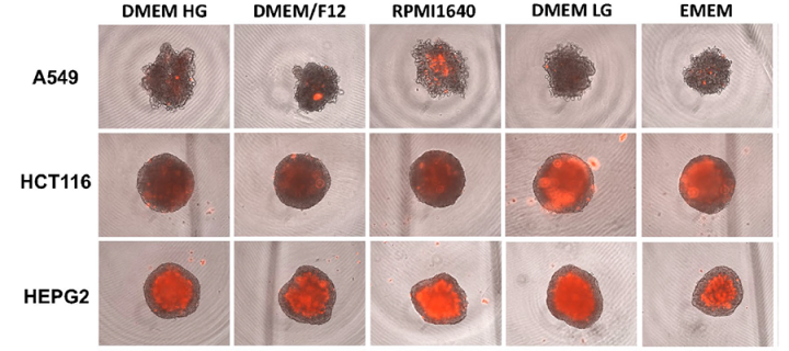 Image showing different types of cancer cells grown as spheroids in various cell culture media (for details see Peirsman et al. 