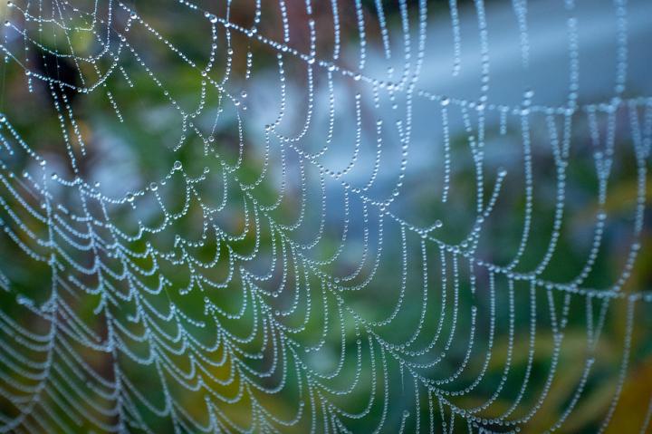 Spiders web with dew droplets on it, with leaves in the background