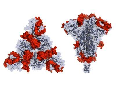 Three-dimensional structure of the coronavirus 'spike' protein