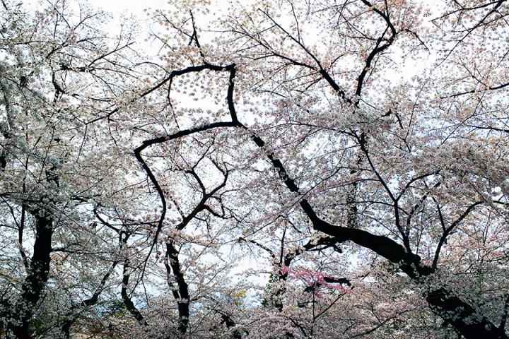 Photo of cherry blossom in Japan