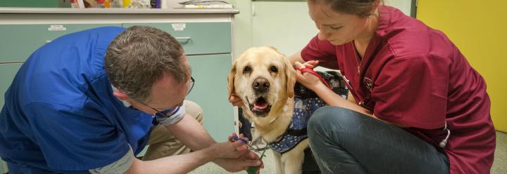Vet - vet and student examine dog