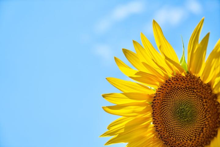 Photograph of a sunflower in front of a bright blue sky