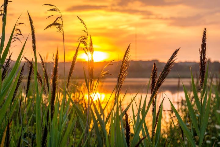 Photograph of a sunrise over a body of water. In the foreground of the picture are long blades of grass you can see the sunshine through