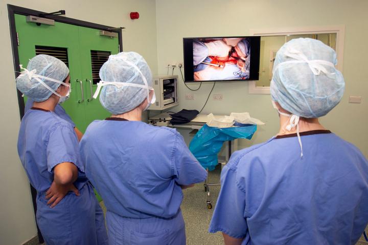 Vet surgeons watching a live video of an operation