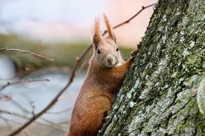 A red squirrel on a branch