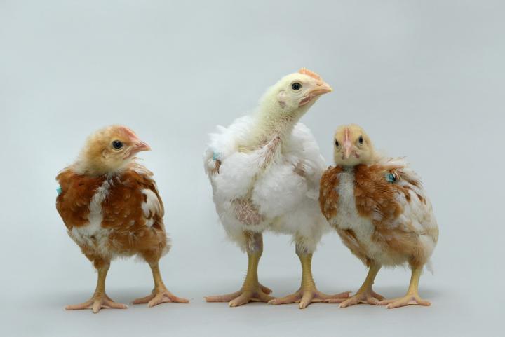 Three Chicks_Woodcock_PNAS