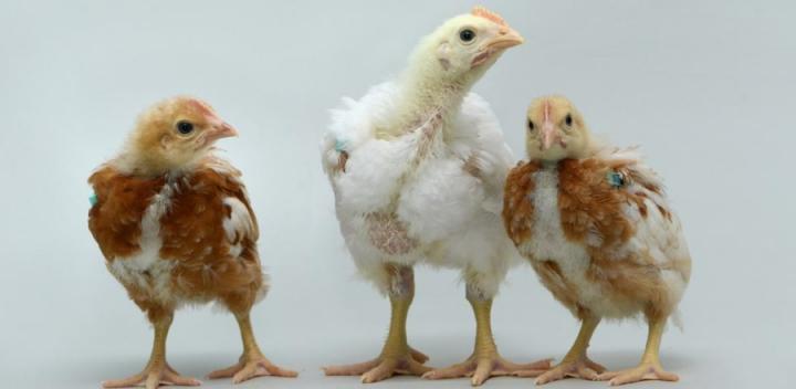 Surrogacy in chicken rare breeds