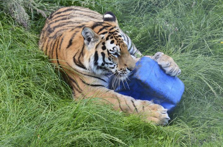 Tiger (Wild About Welfare)