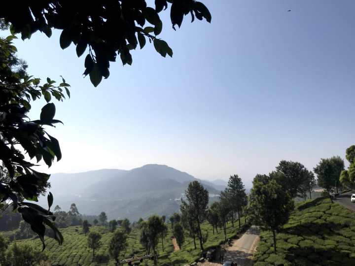 Landscape- Tea plantations in Munnar, South India.