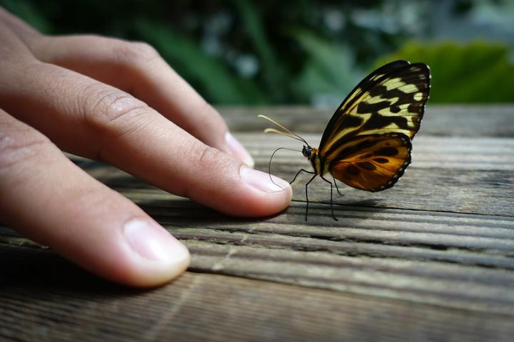 Photograph of a hand outstretched on decking, beside the hand their is a brown, black and white spotted butterfly that is touching the tip of the fingers with it's legs. 
