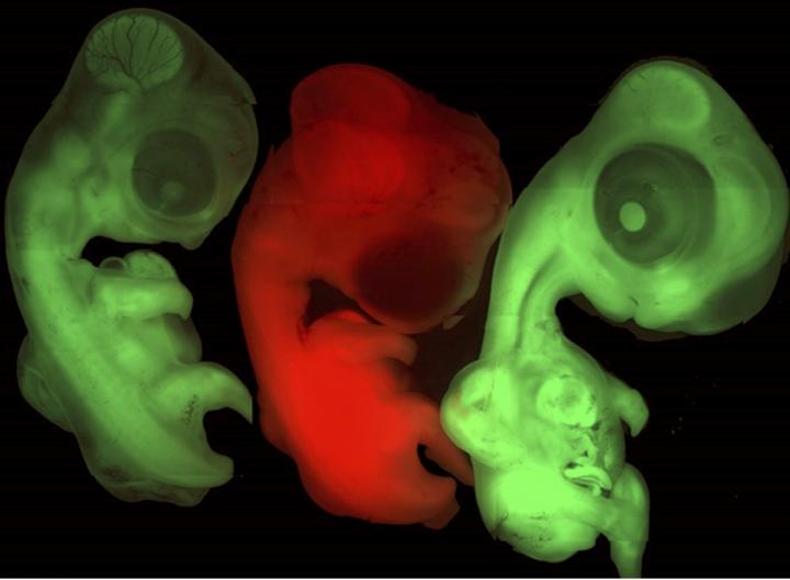 GFP TPZ embryos