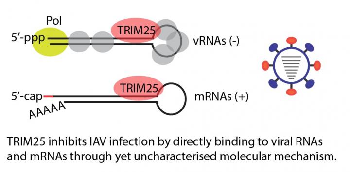 TRIM25 inhibits IAV infection by directly binding to viral RNAs and mRNAs through yet uncharacterised molecular mechanism.