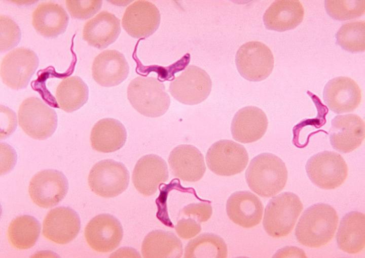 Trypanosome parasites