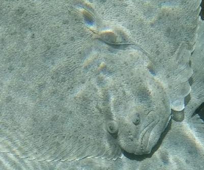 Turbot Fish