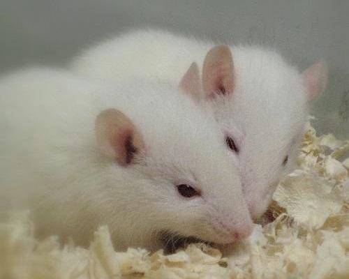 two white mice