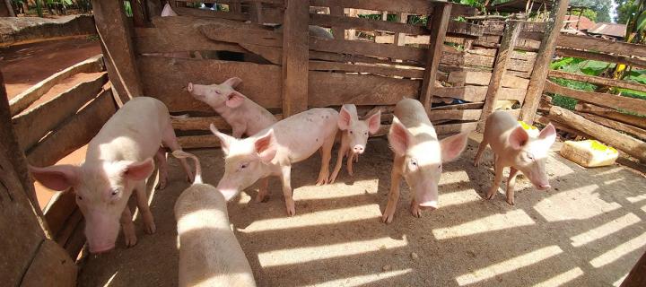 Pig farm near Jinja, Uganda